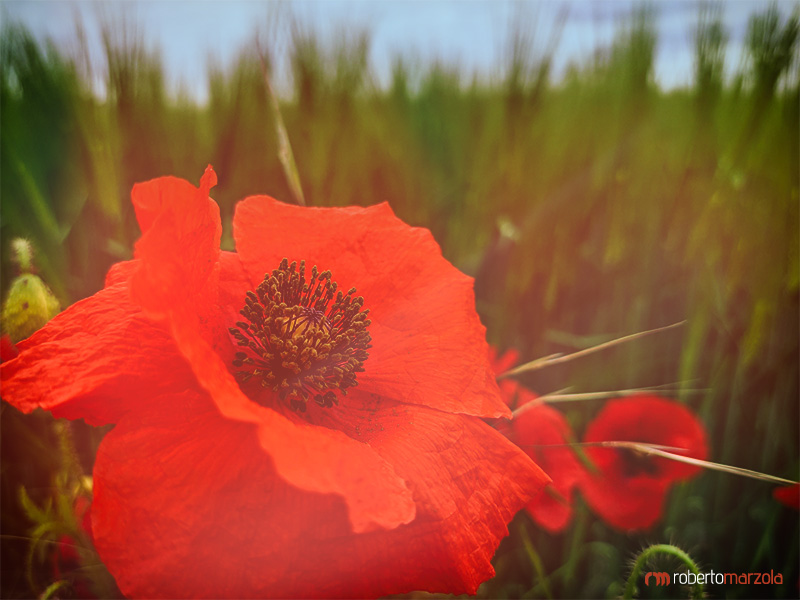 red poppy