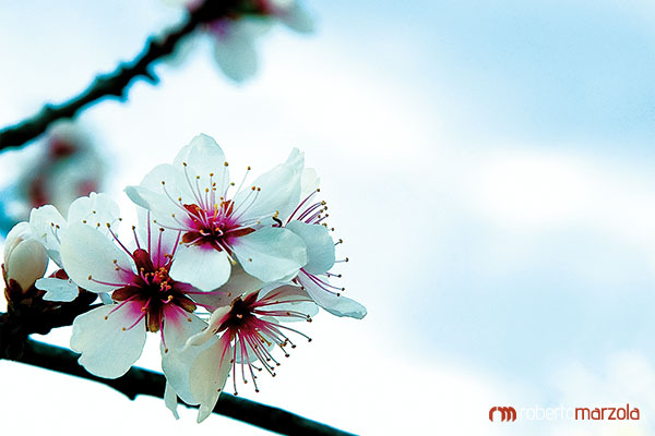 Spring flowers- fioori di primavera