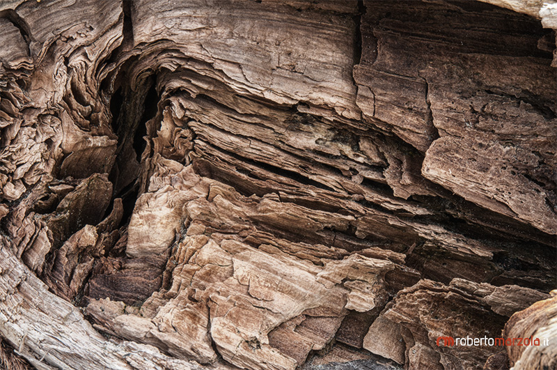 Lines and Shapes 004 - Tree trunk