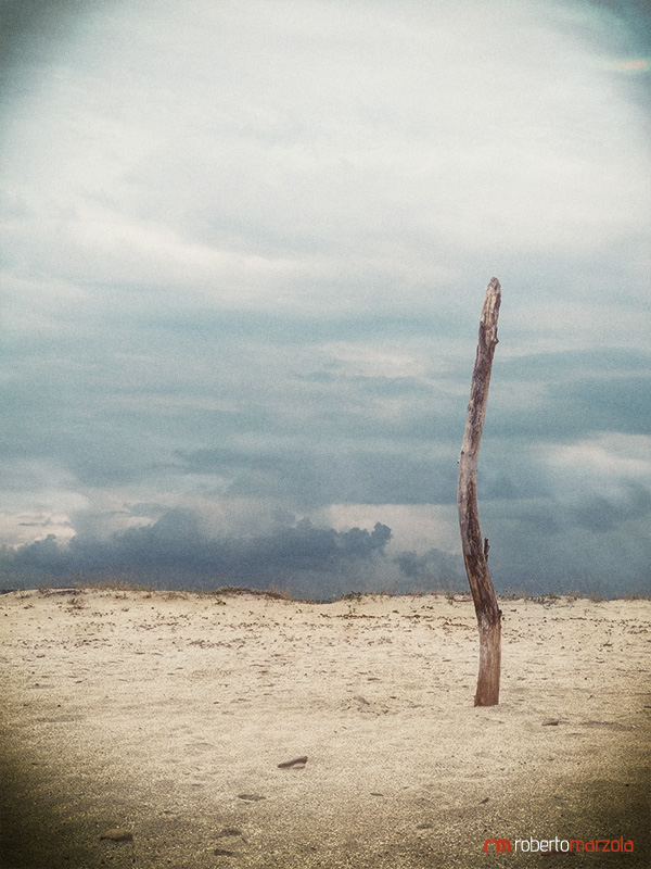 Lonely tree, Murtas Beach - Sardinia (Italy)